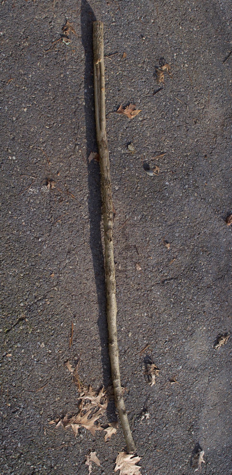 Illustration for article titled made a walking stick